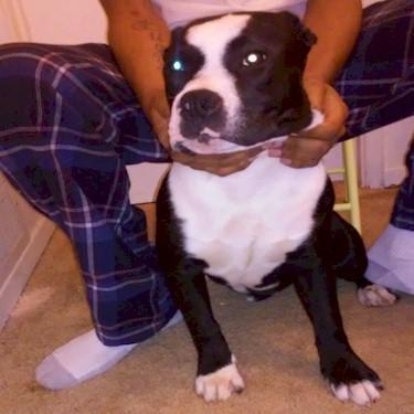 Brothers Works Sugg Pit Bull.jpg